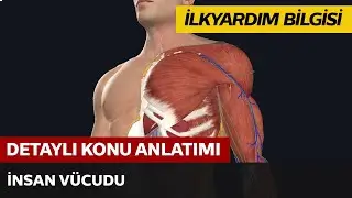 İnsan Vücudu